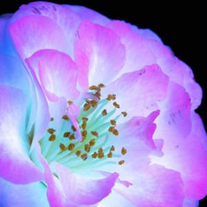 Meet your Posher, Roxanne